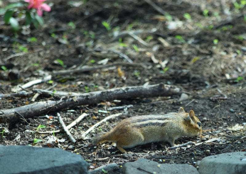 Illustration for article titled Chipmunks and Dandelions